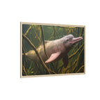Pink River Dolphin Underwater Scene Framed Matte Canvas